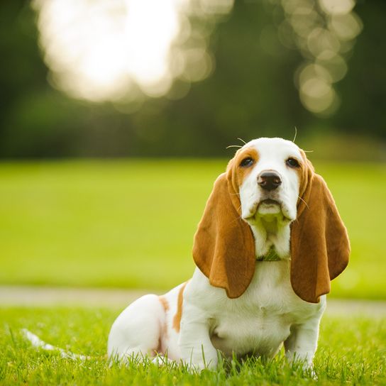 brauner Basset Welpe mit sehr langen Schlappohren sitzt auf einer grünen Wiese