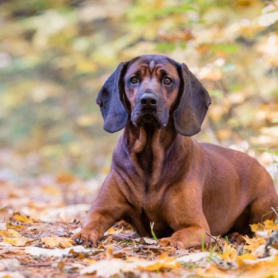 Bayerischer Gebirgsschweißhund im Laub Hund, Säugetier, Wirbeltier, Canidae, Hunderasse, Fleischfresser, Bayerischer Berghund, Hund, Schnauze, brauner Bayerischer Gebirgsschweißhund liegt im Laub