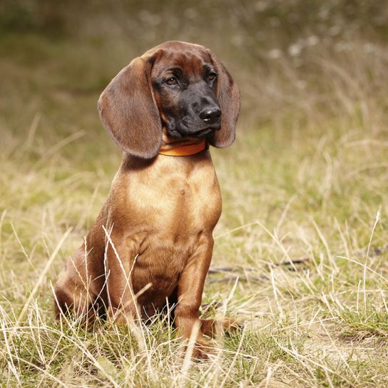 Bayerischer Gebirgsschweißhund Welpe am Feld Hund, Säugetier, Wirbeltier, Canidae, Hunderasse, Fleischfresser, Bayerischer Berghund, Hund, Schnauze, hellbrauner Bayerischer Gebirgsschweißhund Welpe am Feld mit orangen Hundehalsband