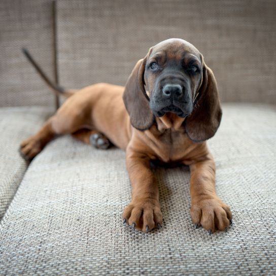 Hund, Säugetier, Wirbeltier, Hunderasse, Canidae, Fleischfresser, Bayerischer Berghund, Schnauze, Bayerischer Gebirgsschweißhund Welpe liegt auf grauem Sofa