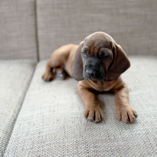 Hund, Säugetier, Wirbeltier, Hunderasse, Canidae, Fleischfresser, Welpe, Schnauze, brauner Bayerischer Gebirgsschweißhund Welpe liegt auf grauem Sofa