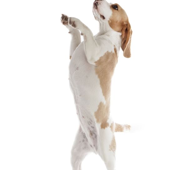 Hund, Wirbeltier, Canidae, Säugetier, Hunderasse, Fleischfresser, Sporting Group, Beagle mit hellem Feld macht Männchen vor weißem Hintergrund