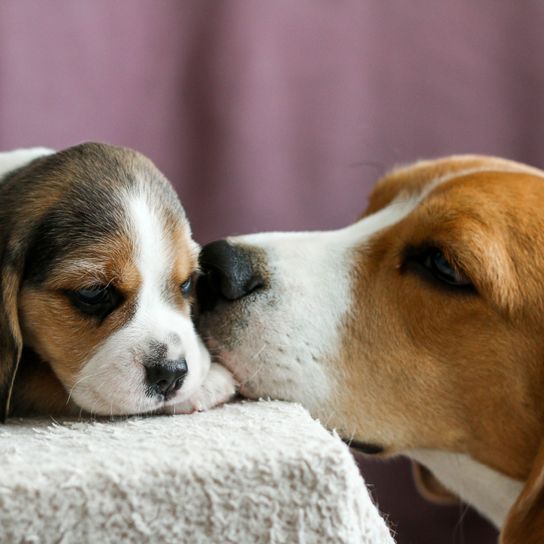 Hund, Säugetier, Beagle, Wirbeltier, Hunderasse, Canidae, Beagle-Harrier, Beagle Mutter mit Welpe kuschelnd