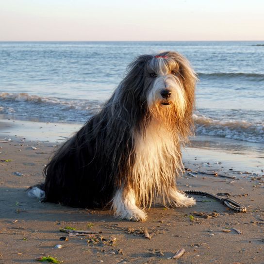 Hund, Säugetier, Wirbeltier, Canidae, Hunderasse, Fleischfresser, Bartcollie, Bearded Collie am Strand mit Leine