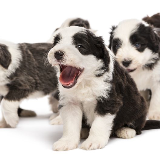 Bearded Collie Welpen in braun weiß und schwarz weiß, viele Welpen auf einem Haufen, kleine süße Hundewelpen