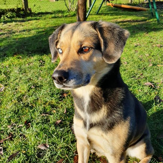 Beaski Beagle Husky auf Wiese Hund, Pflanze, Hunderasse, Fleischfresser, Rehkitz, Begleithund, Gras, Baum, Schnauze, Arbeitstier,