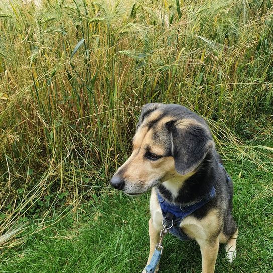 Beaski Beagle Husky Pflanze,Hund,Hunderasse,Fleischfresser,Gras,Rehkitz,Schnauze,Sportliche Gruppe,Arbeitstier,Landtier,