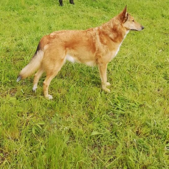 Hund,Hunderasse,Fleischfresser,Begleithund,Fawn,Gras,Schwanz,Hütehund,Dingo,Halsband,