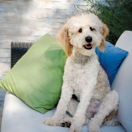 Hund, Säugetier, Wirbeltier, Hunderasse, Canidae, Standardpudel, Begleithund, Fleischfresser, Zwergpudel, Pudelkreuzung, weißer Bernedoodle sitzt am Sofa auf Terrasse vor Polster