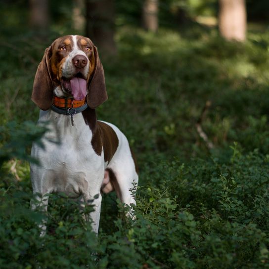 Jagdhund aus der Schweiz, Schweizer Laufhund Varietät, Berner Laufhund braun weiß, Hund mit langen Schlappohren, Meutehund, Hund ähnlich Billy, Hund ähnlich Porcelaine, Hunderasse aus der Schweiz, schlanke Hunderasse mittelgroß