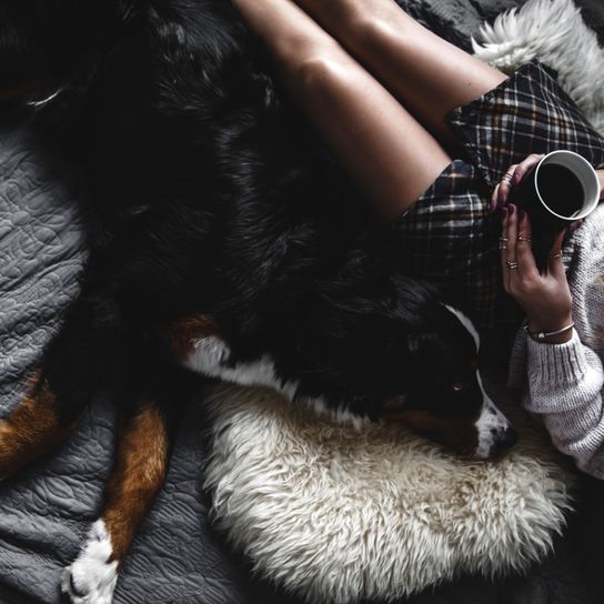 Fell, Canidae, Hund, Hand, Klaue, Bein, Begleithund, Fotografie, Wachhund, Fleischfresser, Berner Sennenhund kuschelt mit Frau auf Sofa auf Schafsfell, Tee, gemütlich