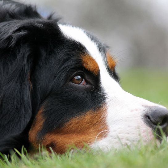 Hund, Säugetier, Wirbeltier, Hunderasse, Canidae, Berner Sennenhund, Fleischfresser, Begleithund, Schnauze, Arbeitshund, Berner Sennenhund liegt miit Kopf im Grad