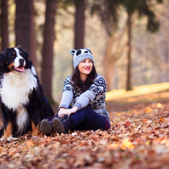 Hund, Canidae, Hunderasse, Blatt,  Herbst, Baum, Berner Sennenhund, Freundschaft, Fleischfresser, Berner Sennenhund sitzt mit Frau im Wald