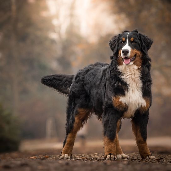 Hund, Säugetier, Wirbeltier, Hunderasse, Canidae, Fleischfresser, Berner Sennenhund, Sportgruppe, Arbeitshund, Berner Sennenhund steht im Herbstwald