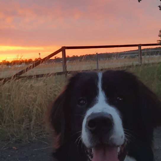 Himmel, Wolke, Hund, Pflanze, Fleischfresser, Hunderasse, Nachleuchten, Baum, Begleithund, Abenddämmerung,