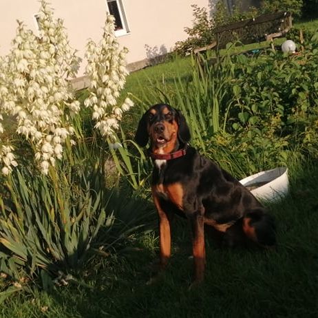 Pflanze, Hund, Blume, Sonnenlicht, Gras, Rehkitz, Fleischfresser, Hunderasse, Menschen in der Natur, Strauch,