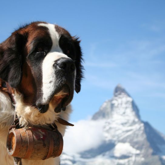 Hund, Säugetier, Wirbeltier, Hunderasse, Canidae, St. bernard, fleischfresser, riesenhunderasse, schnauze, Bernhardiner auf Gletscher mit Fass um den Hals mit Bergspitze im Hintergrund