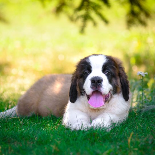 Hund, Säugetier, Wirbeltier, Hunderasse, Canidae, Fleischfresser, St. bernard, glücklicher Bernhardiner Welpe liegt im Grünen