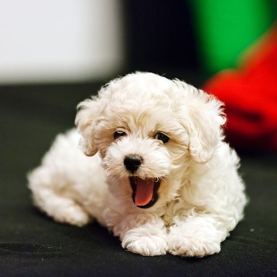 Hund mit Locken, Hund ähnlich Pudel, Bichon Frise Hund Welpe, weißer kleiner Hund