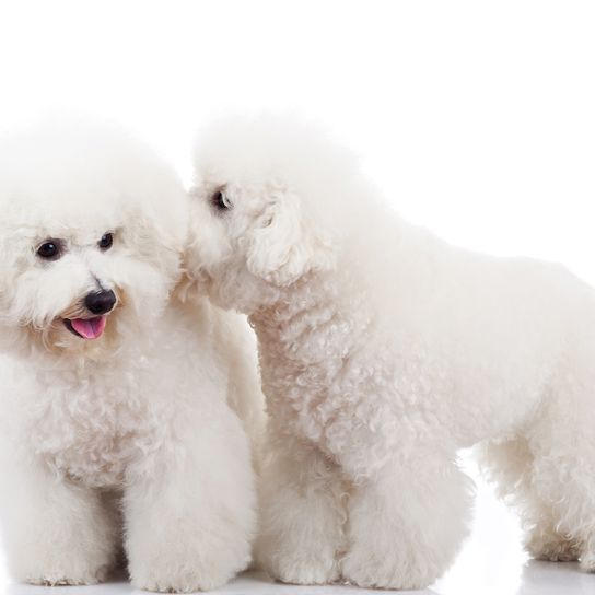 Bichon Frise, kleiner weißer Hund mit Locken, Hund ähnlich Pudel, Begleithund, Hund für Senioren