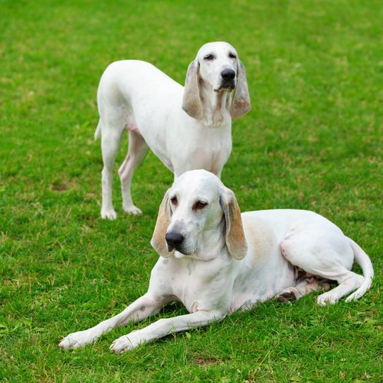 Billy Hunderasse liegend zu zweit auf einem Rasen, große weiße Hunderasse, Hund mit Schlappohren, großer Hund mit kurzem Fell und weißem Fell