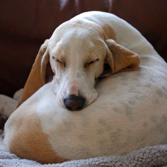 Billy schlafend und zusammengerollt, Billy Hund, französische Hunderasse, Hund mit langen Schlappohren, Hund aus Frankreich, heller Hund der sehr groß ist, weißer Hund