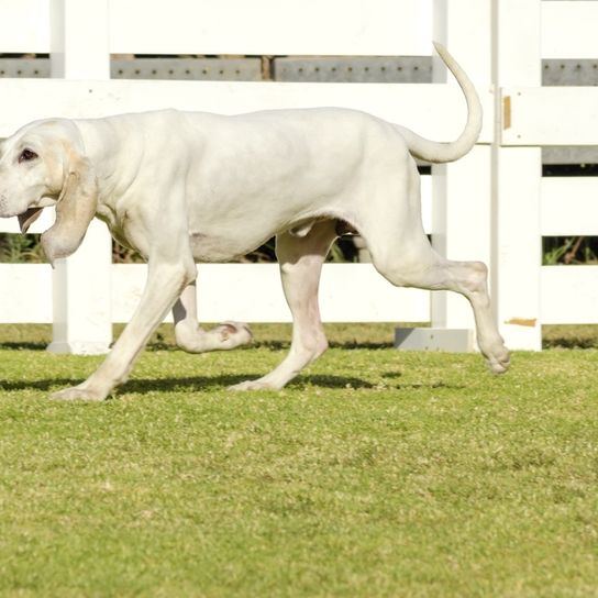 Billy Hund, Welpe, weißer Hund mit langen Schlappohren, Französische Hunderasse