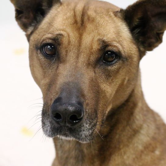 Black Mouth Cur Rasse braun und schwarze Schnauze, Hund mit kurzem Fell, amerikanische Hunderasse für die Jagd, Wachhund, Schutzhund, Arbeitshunderasse