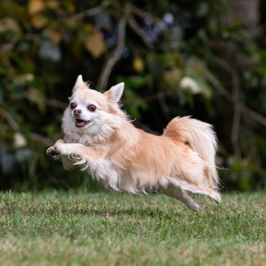 Hund, Säugetier, Wirbeltier, Canidae, Hunderasse, Fleischfresser, Begleithund, Rasse ähnlich deutscher Spitz, Hund der aussieht wie kleiner Golden Retriever, langhaar chihuahua Blond