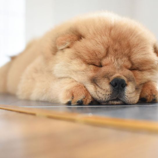 blonder Chowchow Welpe schläft Säugetier, Hund, Wirbeltier, Canidae, Hunderasse, blonder Chow-Chow Welpe schläft, Begleithund, Schnauze, Fleischfresser, Welpe,