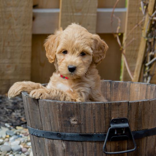 Hund, Säugetier, Wirbeltier, Canidae, Hunderasse, Welpe, blonder Goldendoodle Welpe, Fleischfresser, Schnudel, Pudelkreuzung, Golden Retriever Mischling