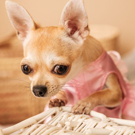blonder Kurhaar Chihuahua Säugetier, Hund, Wirbeltier, Canidae, Hunderasse, blonder Chihuahua, Haut, Welpe, Fleischfresser, Schnauze, kleiner Hund der viel bellt und herausstehende Augen hat