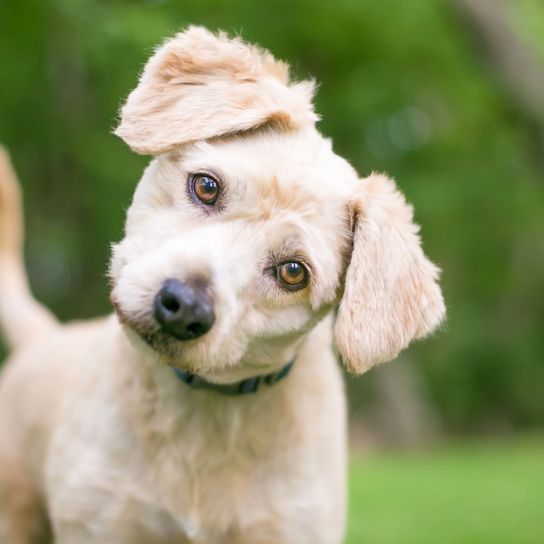 Hund, Säugetier, Wirbeltier, Hunderasse, Canidae, Welpe, Fleischfresser, Begleithund, Grün, Gras, Labradoodle Welpe hell, blonder Labradoodle, cremefarbener Labradoodle, Pudelmischling, Labrador Mix Hund