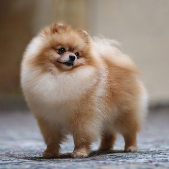 Hund, Säugetier, Wirbeltier, Canidae, Deutscher Spitz klein, Spitz, Deutscher Spitz, Pommerscher, Hunderasse, Rasse ähnlich Volpino italiano, blonder Zwergspitz, creme farbener Hund, kleine Hunderasse