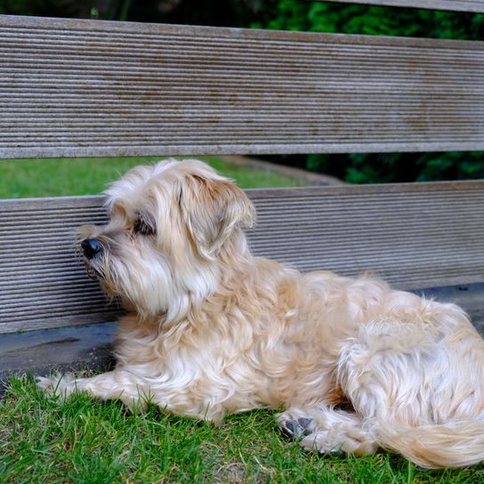 Hund, Säugetier, Wirbeltier, Hunderasse, Canidae, blondes Löwchen, Schaut aus wie tibetischer Terrier, Fleischfresser, Hund ähnlich Lhasa apso, schaut aus wie ein chinesischer Kaiserhund, kleiner Hund mit langem Fell, besondere Rasse