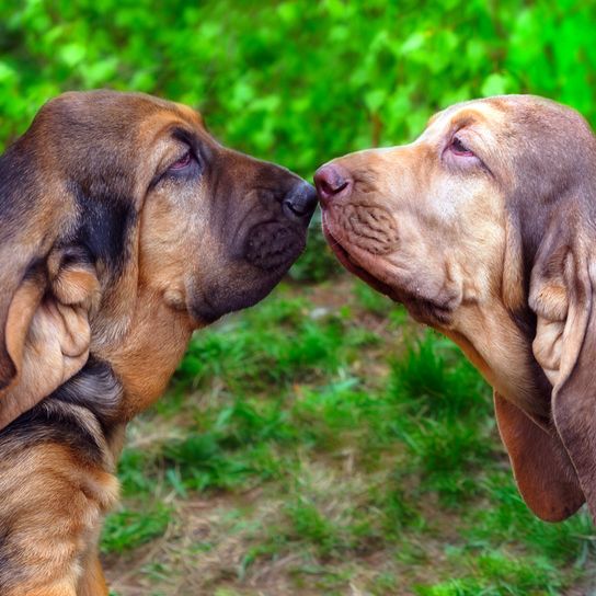 Zwei Hunde küssen sich, Bluthund, Bloodhound, Jagdhunderasse, brauner Hund mit Schlappohren