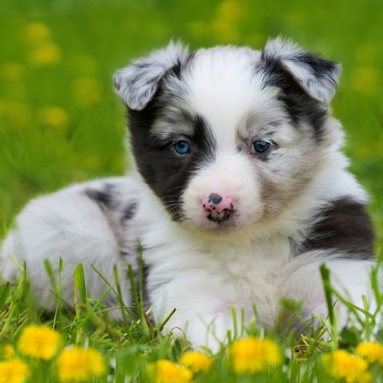 Boarder Collie Welpe in Blumenwiese Hund, Säugetier, Wirbeltier, Hunderasse, australischer Collie, Canidae, Welpe, Fleischfresser, Border Collie, schwarz-weißer Boarder Collie Welpe liegt in Blumenwiese