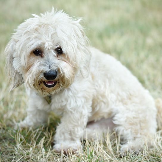 Bologneser Hund, Hund aus Italien, kleine weiße Hunderasse, Hund ähnlich Malteser, Hund ähnlich Havaneser, Hund mit Locken, Familienhund, Hund im Herbst, kleiner Hund mit vielen Locken, alter Bologneser