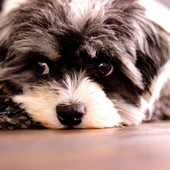 Hund, Säugetier, Wirbeltier, Hunderasse, Canidae, Welpe, Fleischfresser, gefleckter Bolonka mit Kopf am Boden liegend