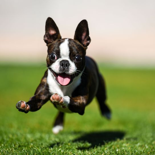 Hund, Säugetier, Wirbeltier, Hunderasse, Canidae, schwarz weißer Boston Terrier, Gras, Fleischfresser, Schnauze, Begleithund, Hund läuft und spielt auf einer Wiese