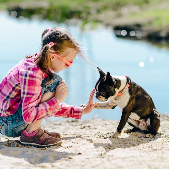 Hund, Canidae, Hunderasse, Spaß, Fleischfresser, Urlaub, Spielen, Rasse ähnlich Französische Bulldogge, Nicht-Sportgruppe, Hundewandern, Bonston Terrier sitzt am Boden mit einem Mädchen und lernt den Trick High Five und Pfote