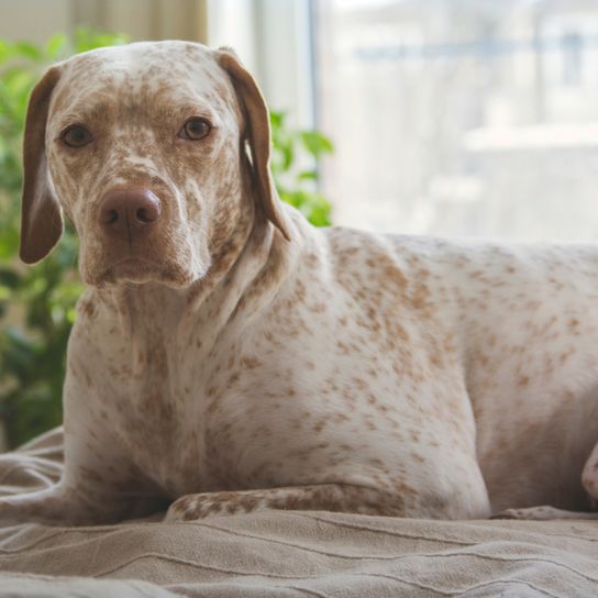 Rassebeschreibung des Bourbonnais Pointer oder Braque du Borbonnais aus Frankreich, große Hunderasse die für die Jagd geeignet ist, großer weißer Hund mit braunen Schlappohren, Hund mit braunen Punkten