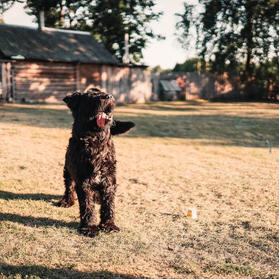 Bouvier des Flandres auf einem Hof, schwarzer großer Hund mit Locken
