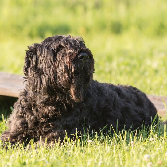 Bouvier des Flandres auf Wiese, Hund mit Locken, schwarzer Hund, Therapiehund, Hund für die Polizei, Arbeitshund