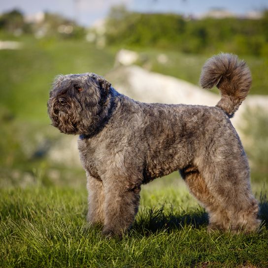 Hütehund aus Belgien, belgische Hunderasse, grauer Hund mit Wolligem Fell, wolliges Fell, Hund mit Locken, Viel Unterwolle beim Hund, Arbeitshunderasse, Hund für die Polizei, Wachhund, Hütehund und Schäferhund in einem, Familienhund mit viel Auslauf, Gesicht wie ein Affe, Hund ähnlich Affe, Hund ähnlich Pudel, Bouvier des Flandres im Gebirge