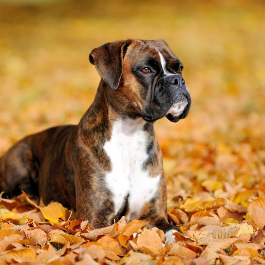 Hund, Säugetier, Wirbeltier, Hunderasse, Canidae, Boxer, Welpe, Schnauze, Fleischfresser, Begleithund, Boxerhund im Laub gestromt, großer Hund mit Schlappohren