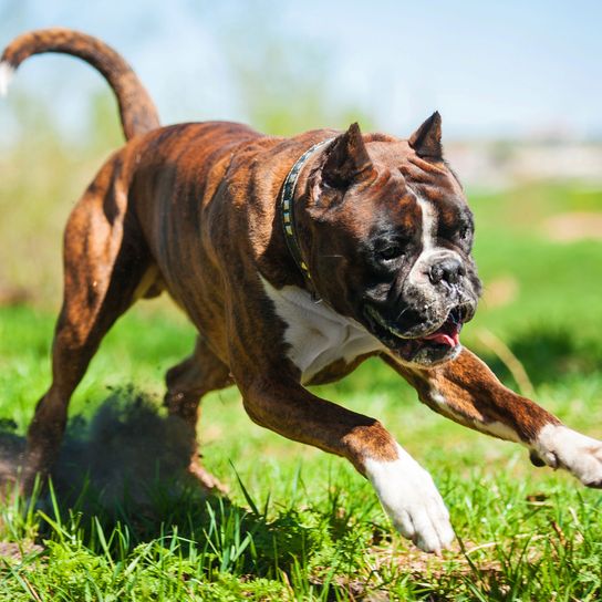 Hund, Säugetier, Wirbeltier, Canidae, Hunderasse, Fleischfresser, Boxer Hund mit kupierten Ohren läuft über Wiese, Alaunt, Rasse ähnlich alte englische Bulldogge, Schnauze,