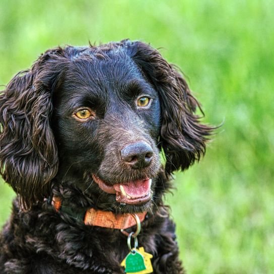 brauner Boykin Spaniel mit welligen Ohren, Hund mit welligem Haar