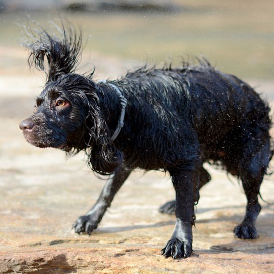 Boykin Spaniel schüttelt sich nach baden, schwimmender Hund, Hund der gerne schwimmt, schwarzer kleiner Hund