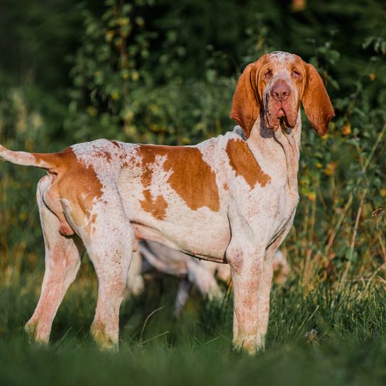 Foto eines italienisches Pointer Hundes, Vorstehhund, Jagdhund aus Italien, italienische Hunderasse für die Jagd, Rot weiße Hunderasse mit langen Schlappohren